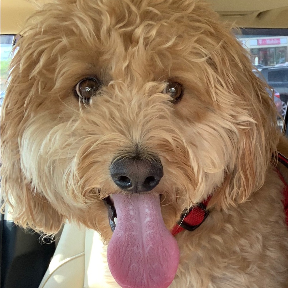 Meet your Posher, Tammy